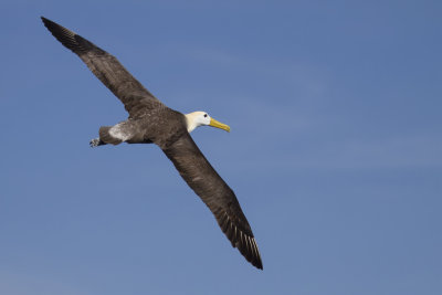 Waved Albatross - Galpagosalbatros - Albatros des Galapagos