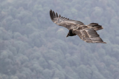 Bearded Vulture - Lammergier - Gypate barbu (j)