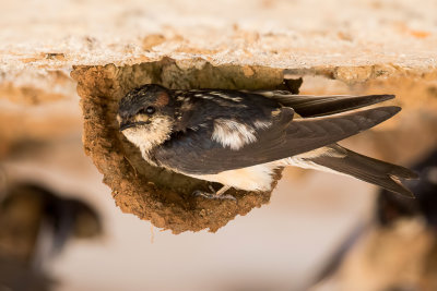 Preuss's Cliff Swallow - Preuss' Klifzwaluw - Hirondelle de Preuss