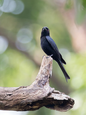 Velvet-mantled Drongo - Bosdrongo - Drongo modeste