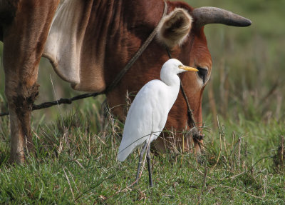 Eastern Cattle Egret - Oostelijke Koereiger - Gardeboeuf dAsie
