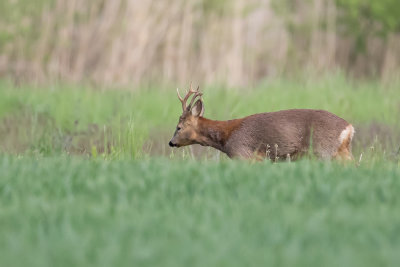 European roe deer