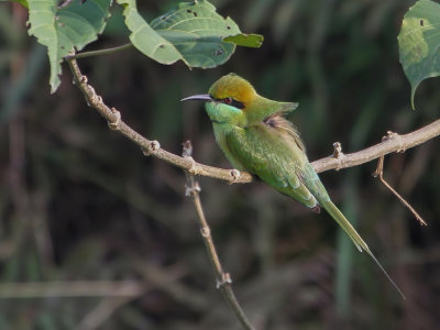 Asian Green Bee-eater - Aziatische Kleine Groene Bijeneter - Gupier d'Orient