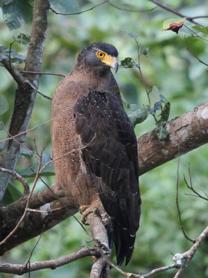 Crested Serpent Eagle - Kinabalu-slangearend - Serpentaire bacha