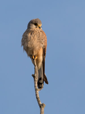 Common Kestrel - Torenvalk - Faucon crcerelle