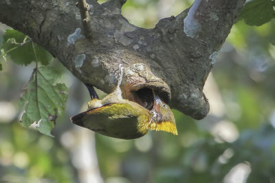 Greater Yellownape - Grote Geelkuifspecht - Pic  nuque jaune