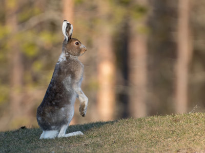 Mountain hare