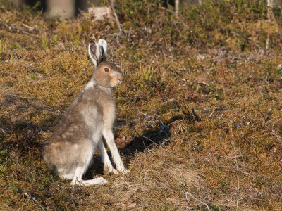 Mountain hare