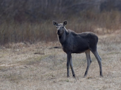 Elk (f)