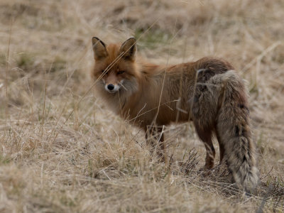 Red fox