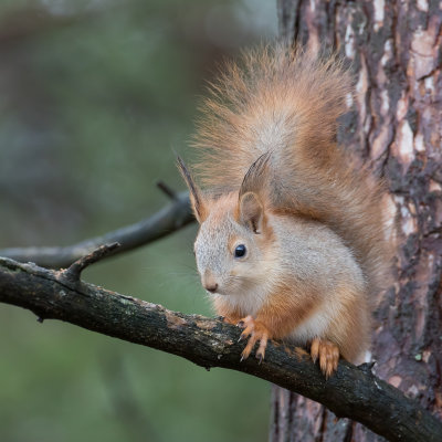 Eurasian red squirrel