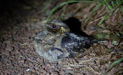 Fiery-necked Nightjar - Roesthalsnachtzwaluw - Engoulevent musicien (adult + 2 juveniles)