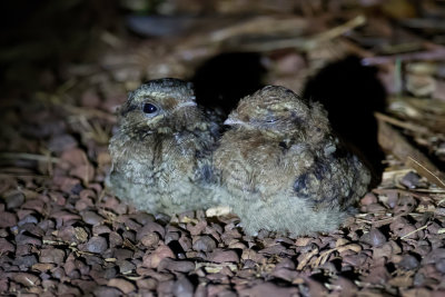 Fiery-necked Nightjar - Roesthalsnachtzwaluw - Engoulevent musicien (j)