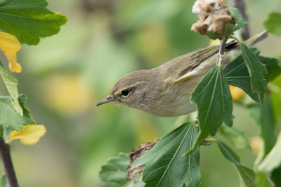 Common Chiffchaff - Tjiftjaf - Pouillot vloce