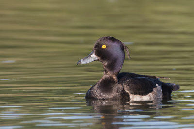 Tufted Duck - Kuifeend - Fuligule morillon (m)