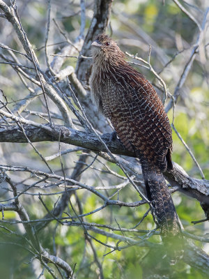 Pheasant Coucal - Fazantspoorkoekoek - Coucal faisan