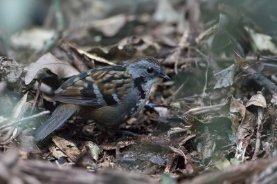 Australian Logrunner - Australische Stronkloper - Orthonyx de Temminck (m)