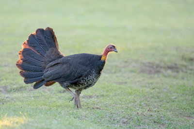 Australian Brushturkey - Boskalkoen - Talégalle de Latham (f)