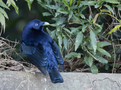 Satin Bowerbird - Satijnblauwe Prieelvogel - Jardinier satiné (m)