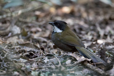 Eastern Whipbird - Zwartkopzwiepfluiter - Psophode à tête noire