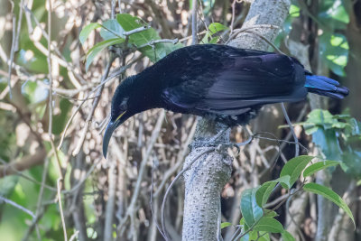 Paradise Riflebird - Schildgeweervogel - Paradisier festonné (m)
