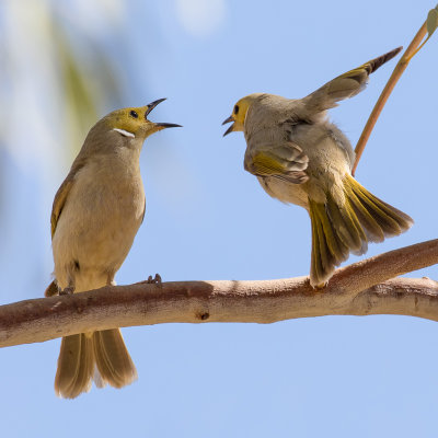 White-plumed Honeyeater - Witpluimhoningeter - Méliphage serti