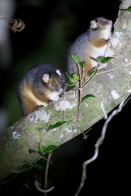 Common ringtail possum