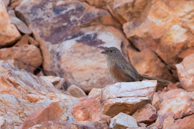 Kalkadoon Grasswren - Kalkadoongrassluiper - Amytis kalkadoon
