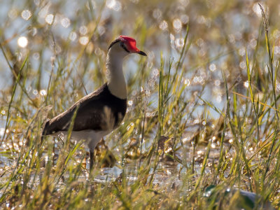 Comb-crested Jacana - Australische Jacana - Jacana à crête
