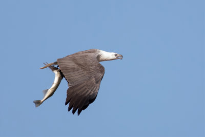 White-bellied Sea Eagle - Witbuikzeearend - Pygargue blagre