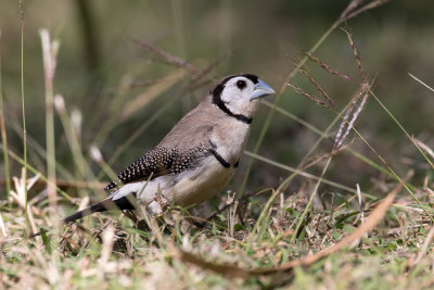 Double-barred Finch - Bichenows Astrild - Diamant de Bichenov