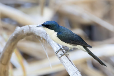 Paperbark Flycatcher - Kleine Witkeelmonarch - Monarque menu