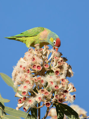 Varied Lorikeet - Veelkleurige Lori - Loriquet versicolore