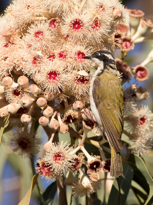 White-throated Honeyeater - Witkinhoningeter - Méliphage à menton blanc