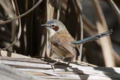 Purple-crowned Fairywren - Purperkruinelfje - Mérion couronné (f)