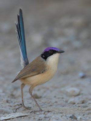 Purple-crowned Fairywren - Purperkruinelfje - Mérion couronné (m)
