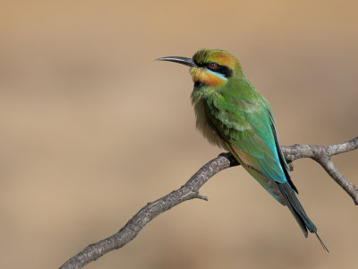 Rainbow Bee-eater - Regenboogbijeneter - Guêpier arc-en-ciel