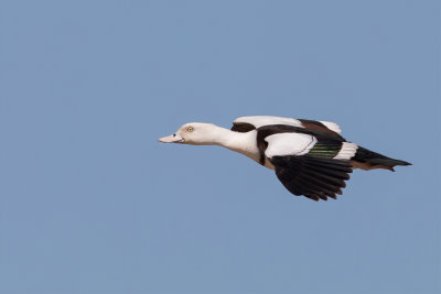 Raja Shelduck - Radjah-eend - Tadorne radjah