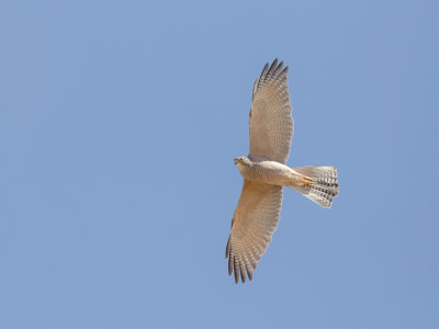 Brown Goshawk - Australische Havik - Autour australien