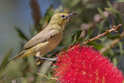 Canary White-eye - Mangrove-brilvogel - Zostérops à ventre jaune