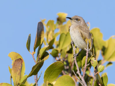 Brown Honeyeater - Parkhoningeter - Méliphage brunâtre