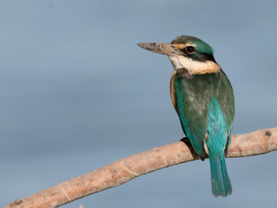 Sacred Kingfisher - Heilige IJsvogel - Martin-chasseur sacré