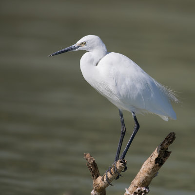 Little Egret - Kleine Zilverreiger - Aigrette garzette