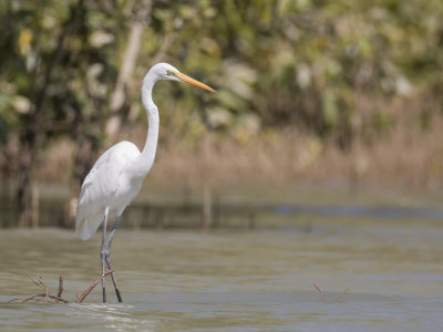 Great Egret - Grote Zilverreiger - Grande Aigrette