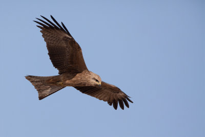 Black Kite - Zwarte Wouw - Milan noir