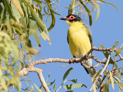 Australasian Figbird - Vieillots Vijgvogel - Sphécothère de Vieillot (m)