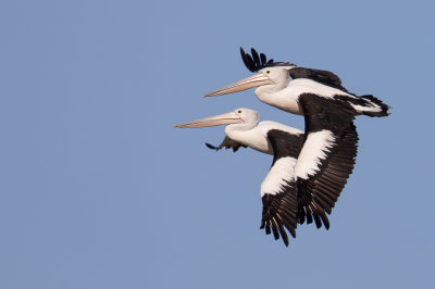 Australian Pelican - Australische Pelikaan - Pélican à lunettes