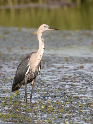 White-necked Heron - Withalsreiger - Héron à tête blanche