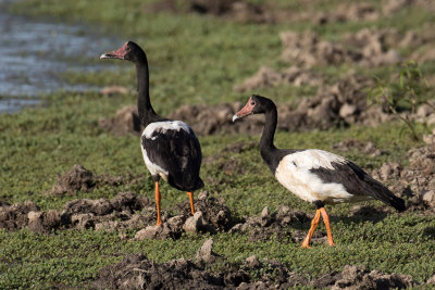 Magpie Goose - Ekstergans - Canaroie semipalmée