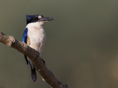 Forest Kingfisher - Macleay's Ijsvogel - Martin-chasseur forestier